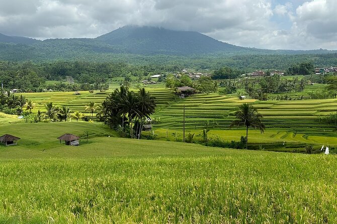 North Bali Nature Escape Rice Terraces, Temples & Waterfall - Price and what you really get for about $33 per person