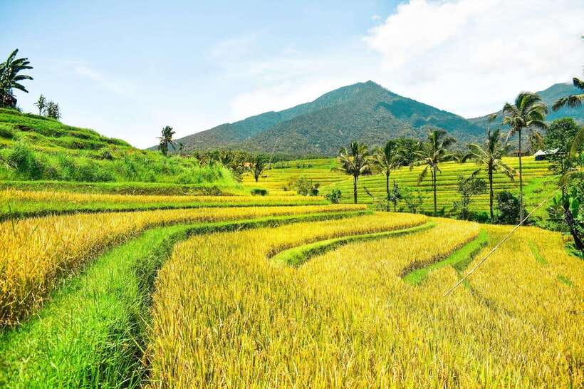 North Bali: Private Day Tour with Banyumala Waterfall - Who This Private North Bali Tour Fits Best