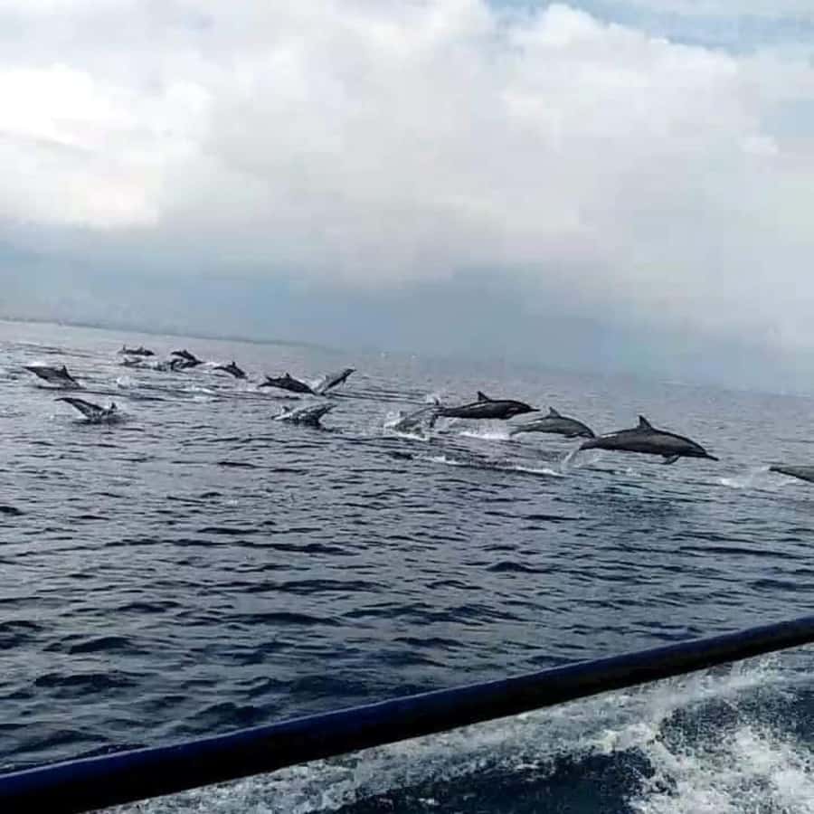 North Bali : Sunrise Dolphin Trip at Lovina Beach - Who this trip suits best (and who should skip)