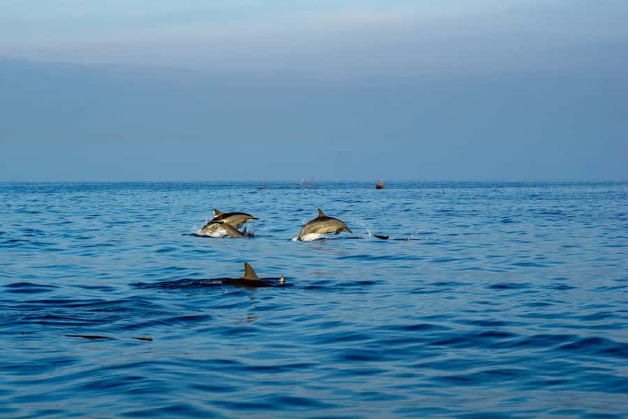 North Bali: Sunrise Tour with Dolphins, Waterfalls & Temples - Dolphin watching: what “in their natural environment” means day-to-day