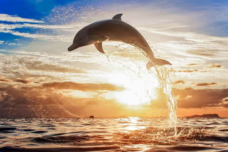 North Bali: Sunrise Tour with Dolphins, Waterfalls & Temples - Who should book this (and who might skip it)