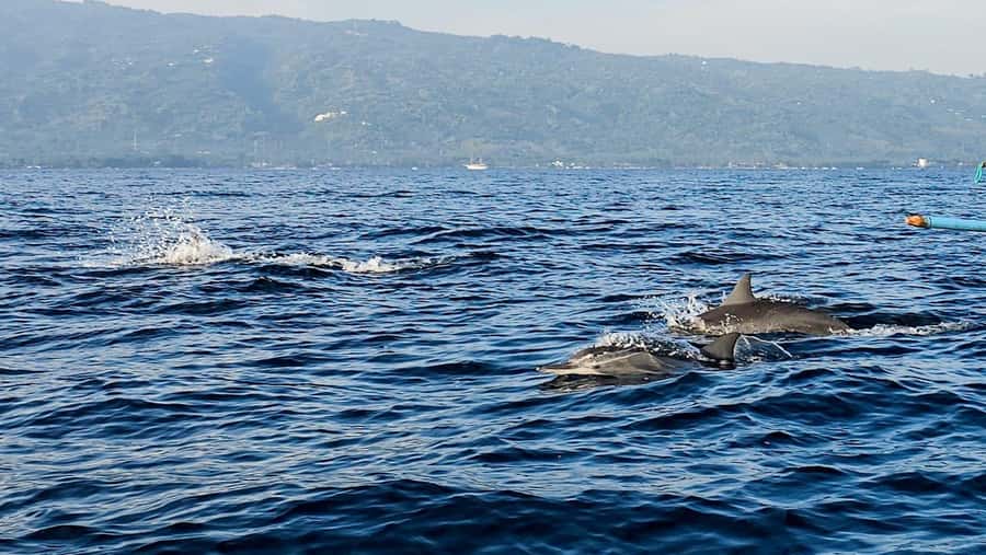 North Bali:Sunrise Dolphin Watching&CookingClass experience - The route between Lovina and Munduk: how Wanagiri fits the day