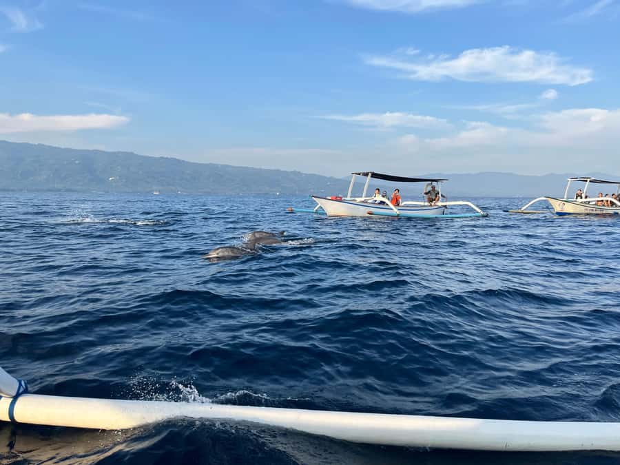 North Bali:Sunrise Dolphin Watching&CookingClass experience - What’s included (so you don’t get surprised)