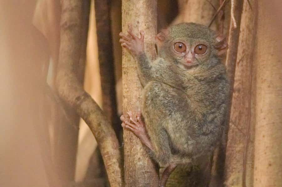 North Sulawesi, Bitung: Tangkoko Wildlife Adventure - Key Highlights That Matter on This Day Trip