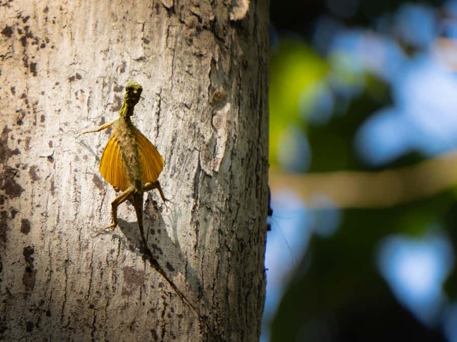 North Sulawesi, Bitung: Tangkoko Wildlife Adventure - Pickup From Bitung or Manado: The Morning Drive You’ll Actually Enjoy