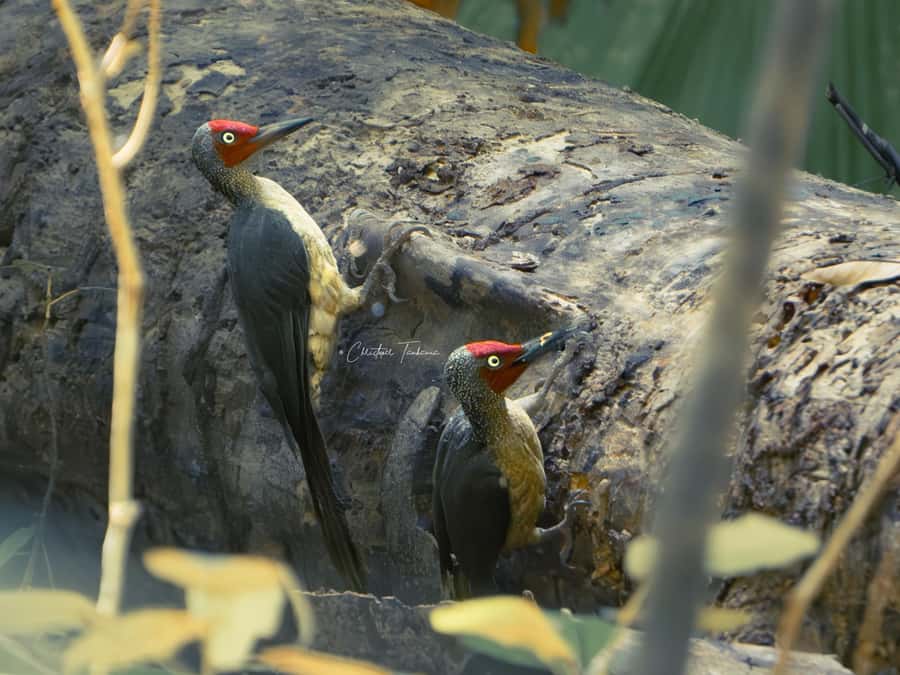 North Sulawesi, Bitung: Tangkoko Wildlife Adventure - Waruga Archeological Park: A Stone-Age Minahasan Relic