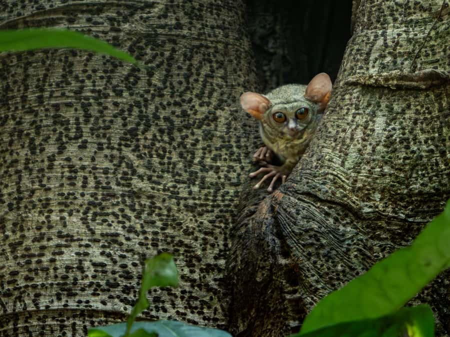 North Sulawesi, Bitung: Tangkoko Wildlife Adventure - What to Bring for Comfort and Better Wildlife Chances