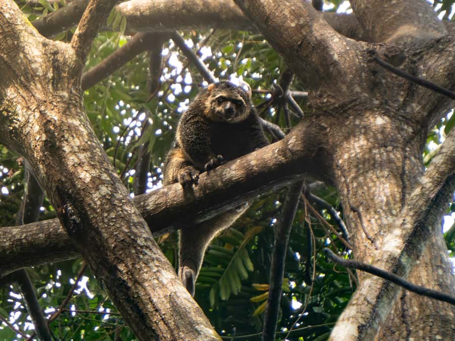 North Sulawesi, Bitung: Tangkoko Wildlife Adventure - Who This Tour Fits Best (And Who Should Skip It)