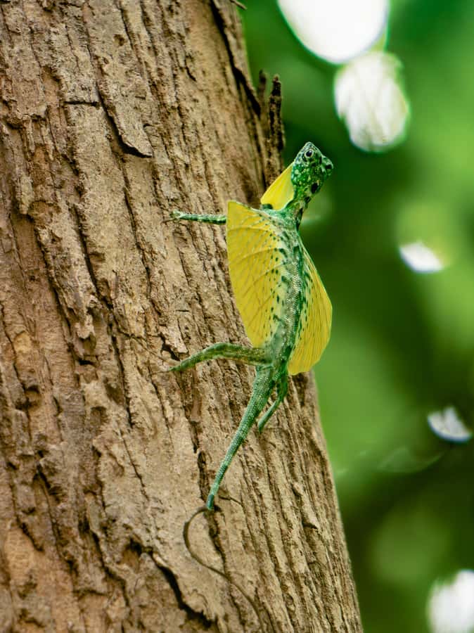 North Sulawesi, Bitung: Tangkoko Wildlife Adventure - Should You Book This Tangkoko Wildlife Adventure?