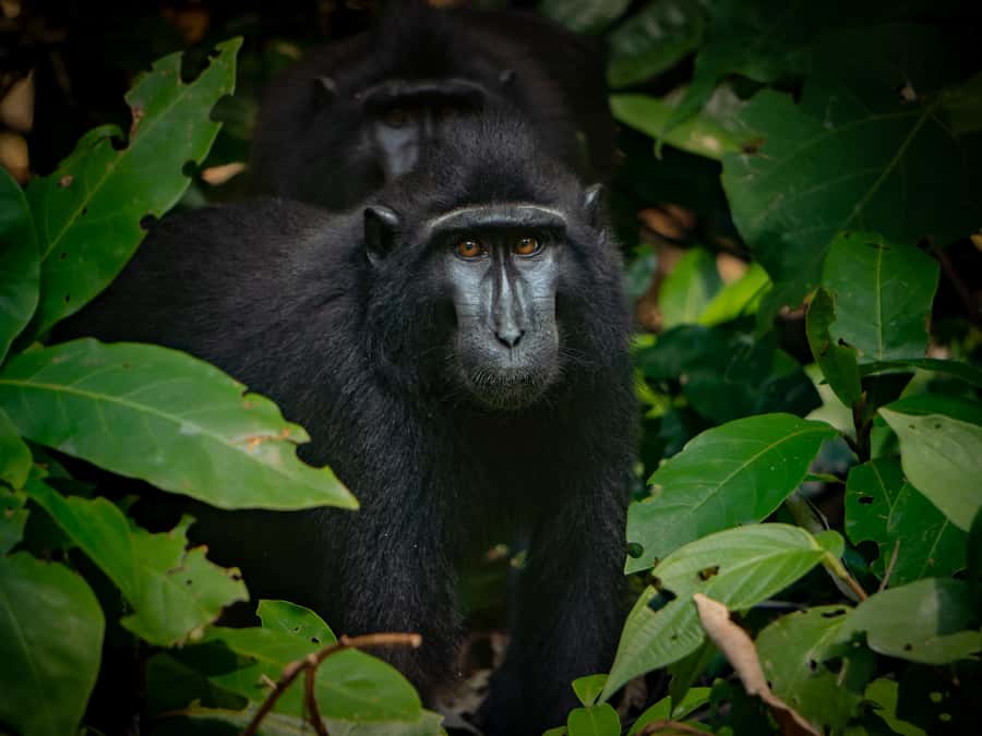 North Sulawesi, Bitung: Tangkoko Wildlife Adventure - Tangkoko Nature Reserve Trek: How the Wildlife Viewing Part Works