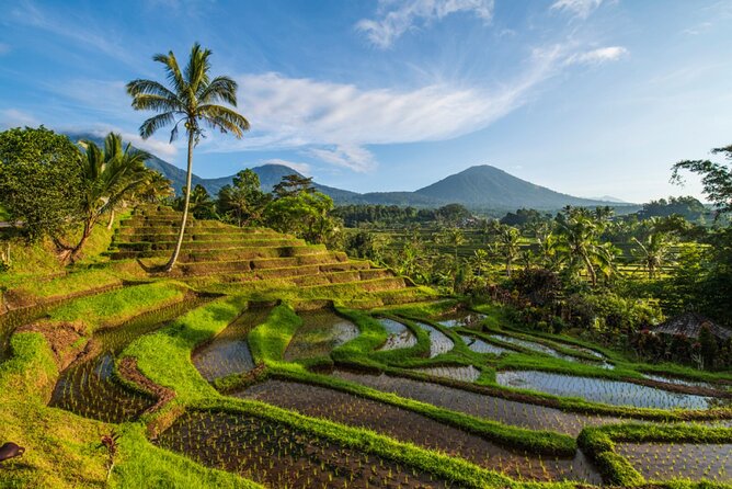 Northern Bali Tour - Private Full Day Tour - All Inclusive - Why Northern Bali Feels More Interesting Than Just More Temples