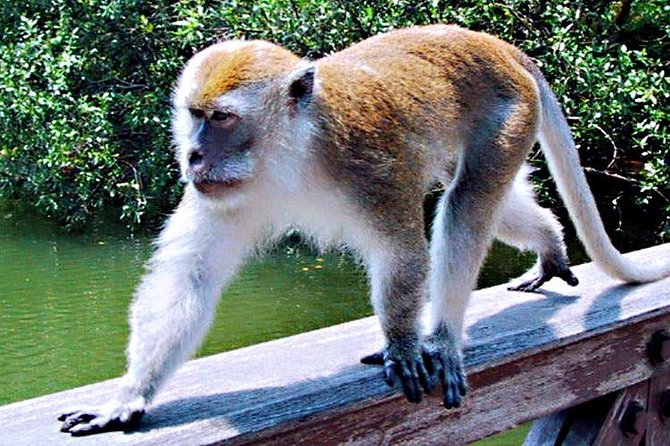 Northern Bintan Full Day Tour - Local beach and fishing village at 15:00: coastal life, not a resort set