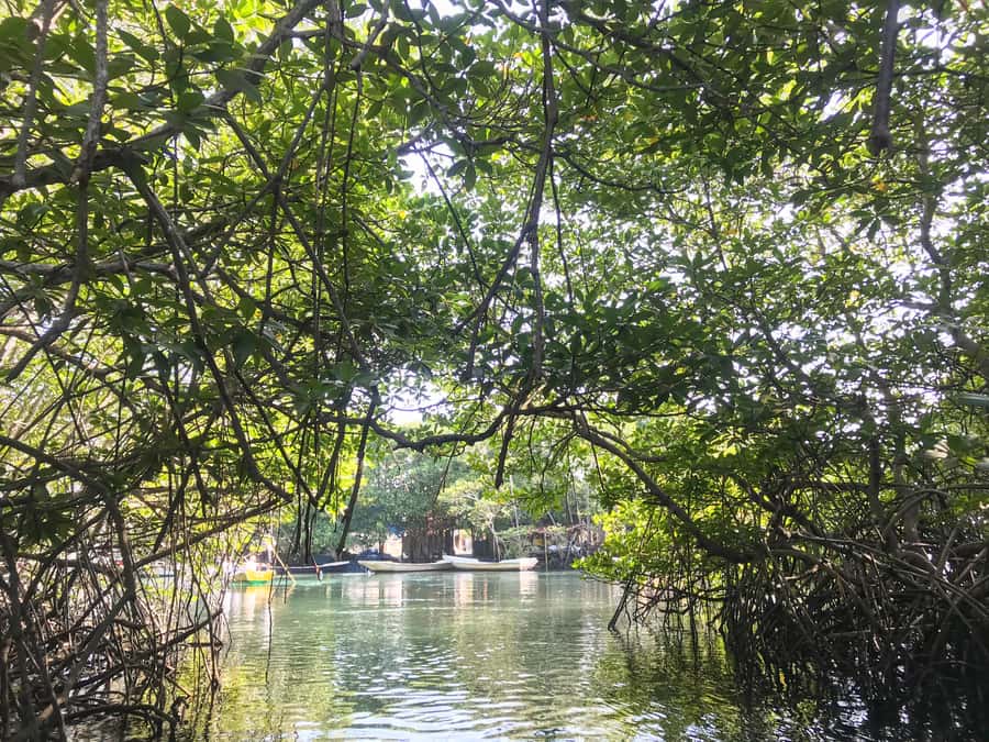 Nusa Lembongan Mangrove & Island Tour - Sanur Speedboat: The Quick Launch to the Island Life