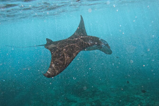 Nusa Penida day trip: boat, 4 snorkeling, Manta rays & Land tour - Key things I’d bet on