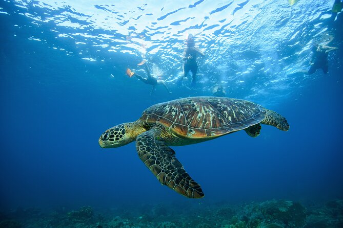 Nusa Penida day trip: boat, 4 snorkeling, Manta rays & Land tour - Second Snorkel at SD Point: A Coral Garden Stop