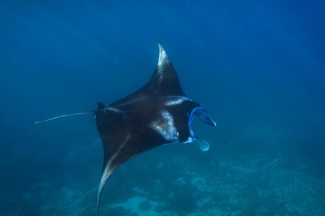 Nusa Penida day trip: boat, 4 snorkeling, Manta rays & Land tour - Manta Point: Your Manta-Ray Moment (Weather Dependent)