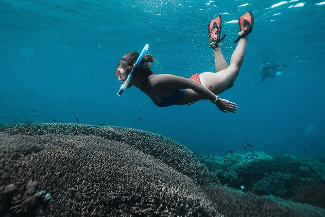 Nusa Penida day trip: boat, 4 snorkeling, Manta rays & Land tour - Nusa Lembongan: Mangrove Point Drift Snorkeling (Reef + Turtles)