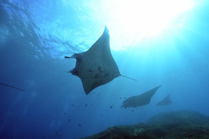 Nusa Penida Day Trip for 3 dives - Quick hits: what you should know before you go