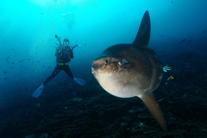 Nusa Penida Day Trip for 3 dives - Nusa Penida from Kuta: timing, transfers, and the boat-day rhythm