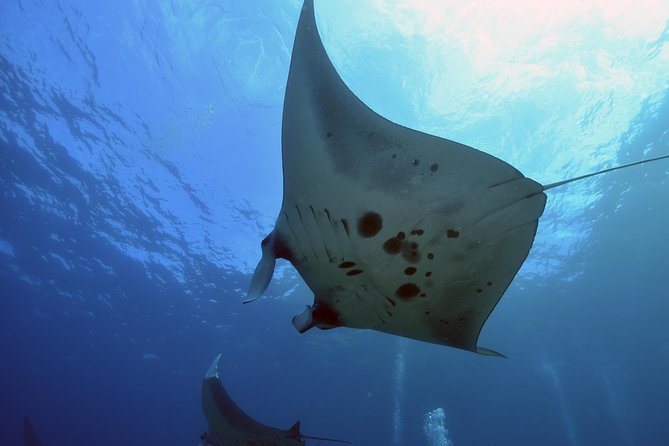 Nusa Penida Day Trip for 3 dives - Nitrox 32% for certified scuba pros: how the “2 free tanks” works