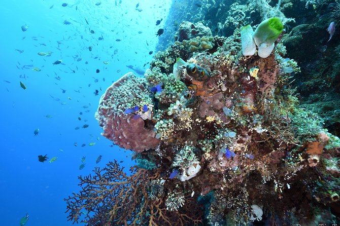 Nusa Penida Day Trip for 3 dives - Wildlife you can reasonably expect: manta rays, mola-mola, turtles, and macro