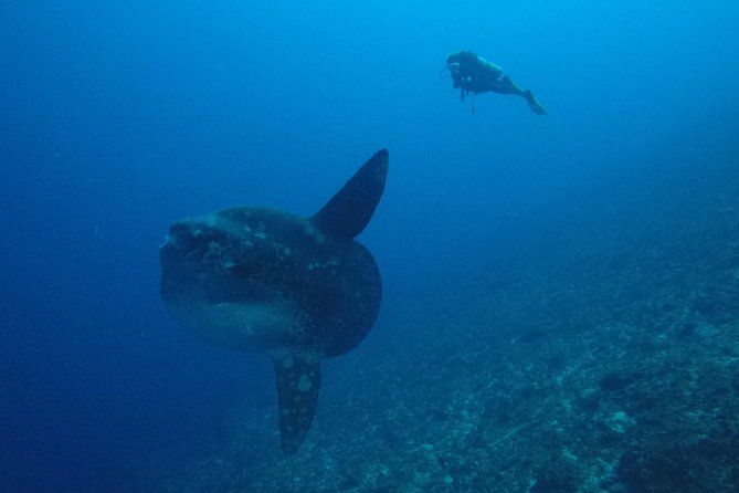 Nusa Penida Day Trip for 3 dives - Safety and group size: the 4-to-1 rule you’ll feel in the water