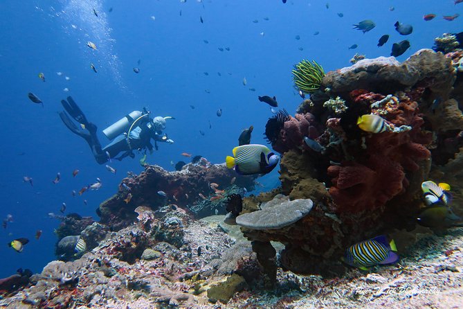 Nusa Penida Day Trip for 3 dives - Strong currents and colder water: how to prep so day feels good