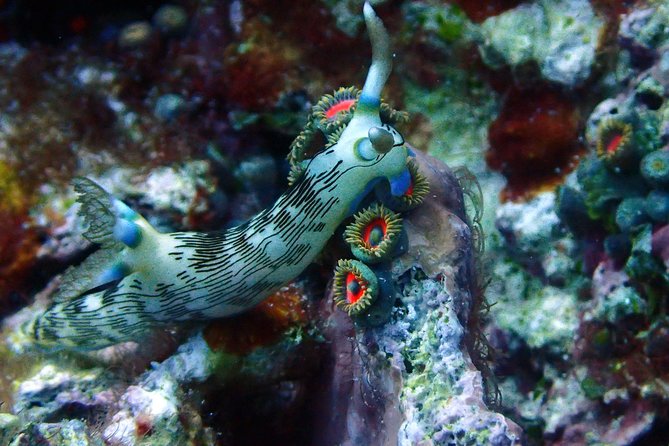 Nusa Penida Day Trip for 3 dives - Price and value: is $190 a good deal for a 3-tank Penida day?