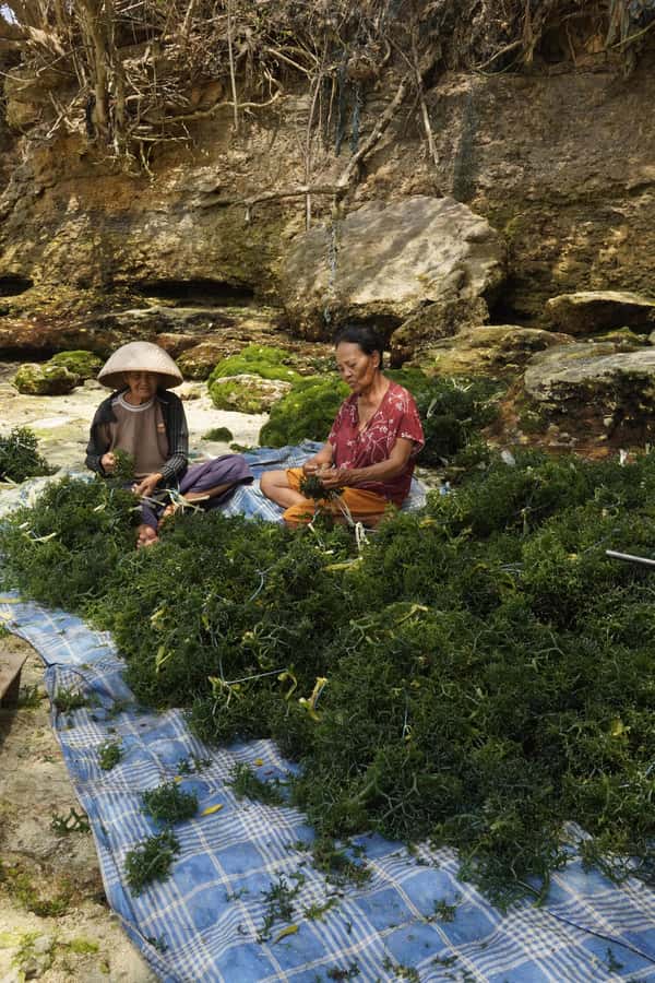 Nusa Penida: Ecotourism, Seaweed Farming & East Tour - East Nusa Penida through local eyes, not a quick photo run