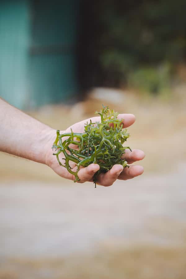 Nusa Penida: Ecotourism, Seaweed Farming & East Tour - Hands-on at the farm: tying, planting, and learning the system