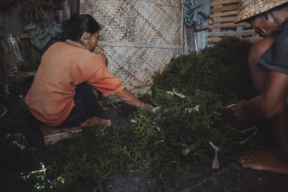 Nusa Penida: Ecotourism, Seaweed Farming & East Tour - Small group logistics: why up to 8 matters on Penida