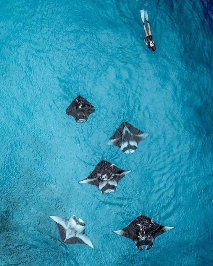 Nusa Penida: Full Day Private Snorkeling With Manta Ray - Key things to know before you go