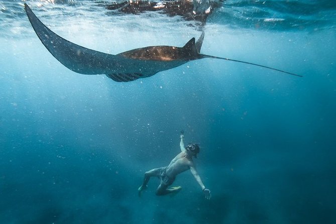 Nusa penida private senorkeling with Manta - Key Things I’d Focus On Before You Go