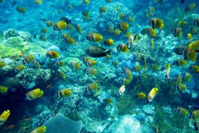 Nusa penida private senorkeling with Manta - Why Nusa Penida Mantapoint Energy Is Worth Planning For