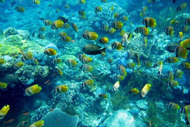 Nusa penida private senorkeling with Manta - Why Nusa Penida Mantapoint Energy Is Worth Planning For