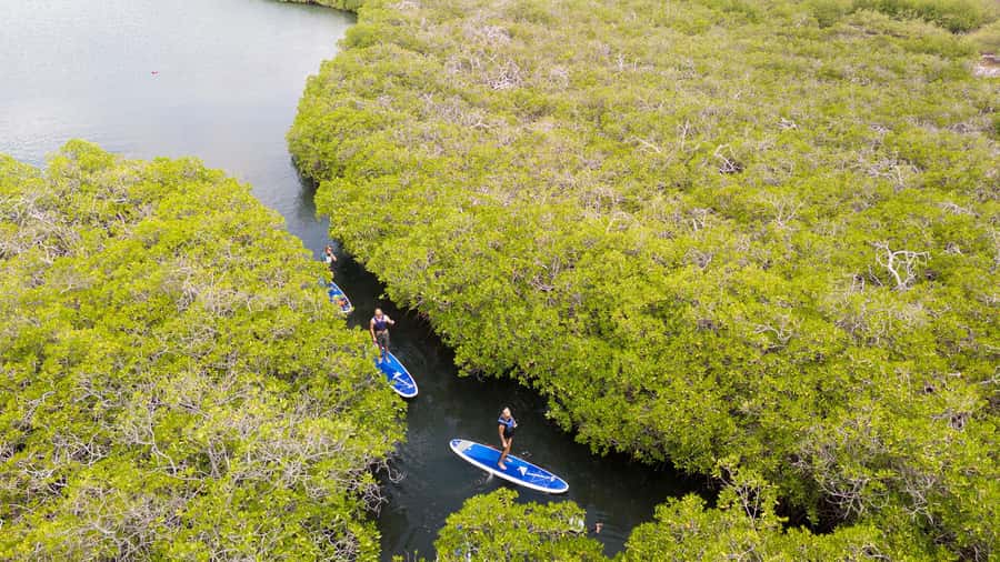 Nusa Penida: Snorkel 3 Spots w/ GoPro & Mangrove Paddle Tour - GoPro snorkeling footage: fun keepsake, but download timing matters