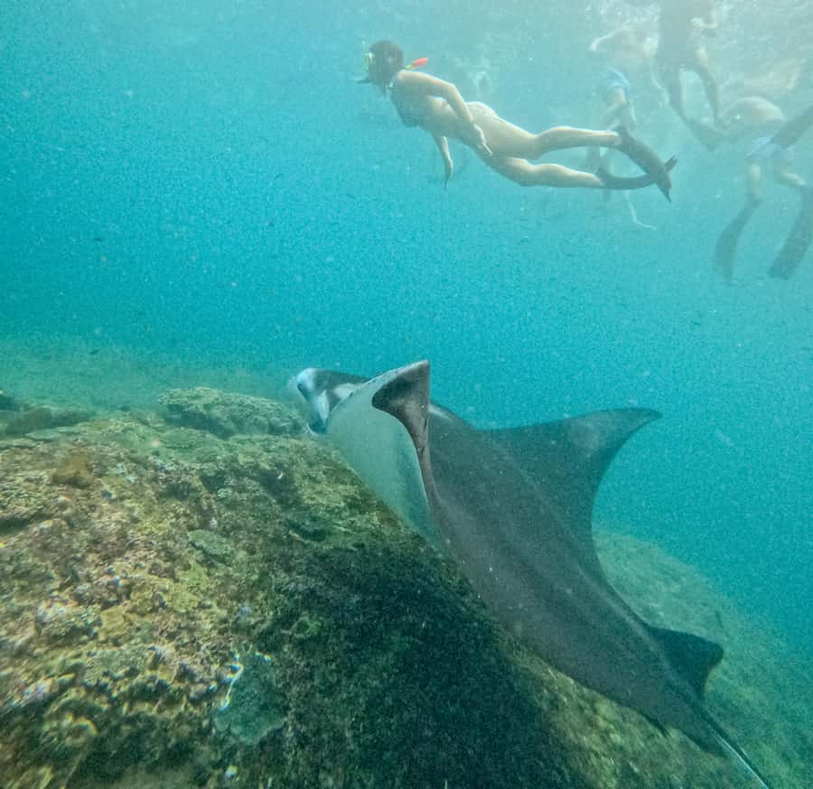 Nusa Penida: Snorkel 3 Spots w/ GoPro & Mangrove Paddle Tour - Should you book this Nusa Penida snorkel + mangrove tour?
