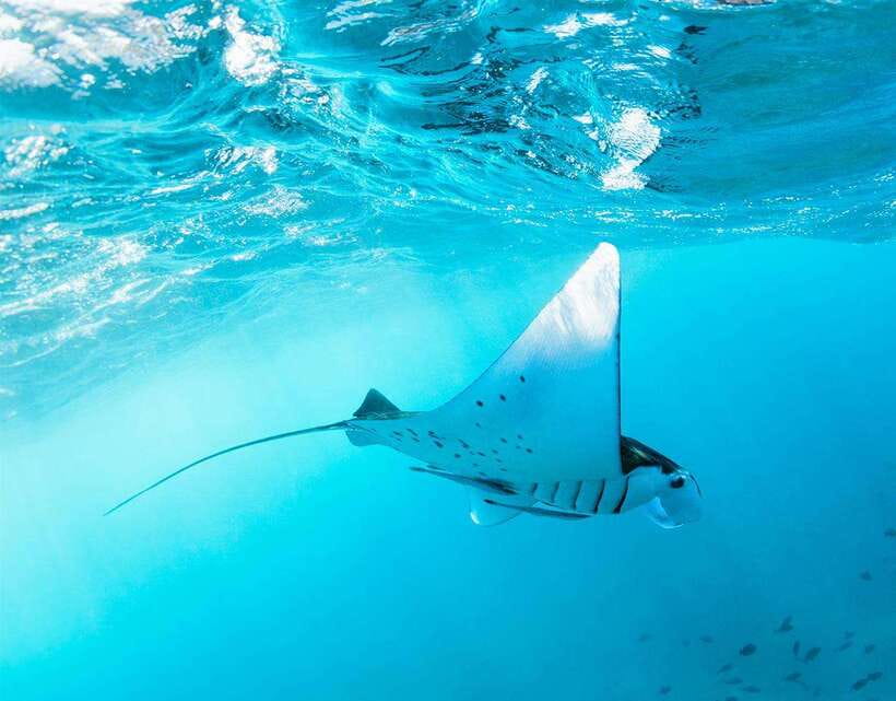 Nusa Penida: Snorkeling 3-4 spots and island tour with guide - Snorkeling at Manta Bay, Crystal Bay, and Gamat Bay: How the Stops Work