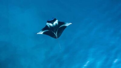 Nusa Penida: Snorkeling 3 Spots with GoPro & Kayak Mangroves - The snorkel route: Manta Bay, Crystal Bay, Gamat Bay (and more stops)