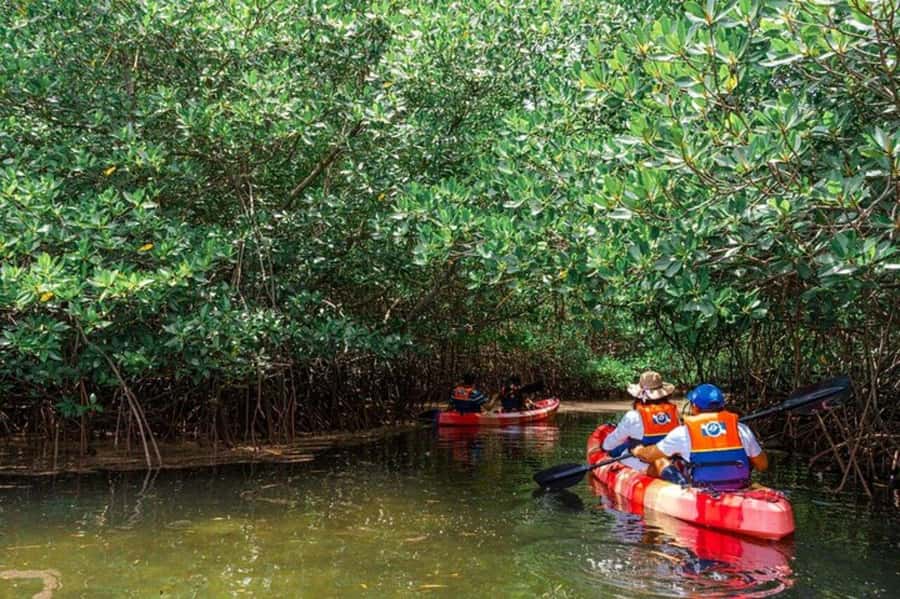 Nusa Penida: Snorkeling 3 Spots with GoPro & Kayak Mangroves - Who this tour fits best (and who should skip it)