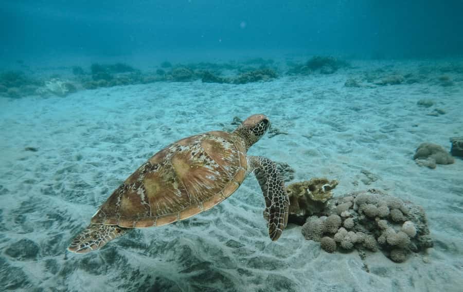 Nusa Penida: Snorkeling 3 Spots with GoPro & West Land Tour - Safety and comfort on the boat: what you should expect on choppy days