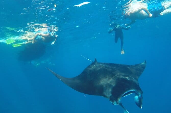 Nusa Penida Snorkeling in Manta Point Gamat Bay and Wall - Key Things I’d Bet Money On