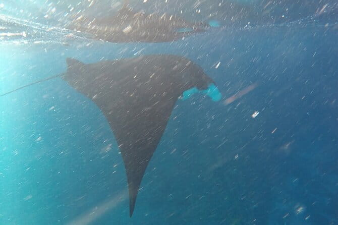 Nusa Penida Snorkeling in Manta Point Gamat Bay and Wall - Gamat Bay: Reef Watching Without the Chaos