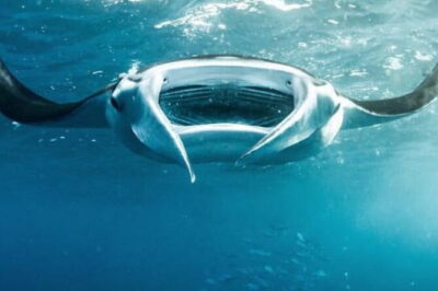 Nusa Penida Snorkeling in Manta Point Gamat Bay and Wall - Manta Point: Where the Manta Rays Are the Whole Story