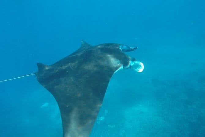 Nusa Penida Snorkeling in Manta Point Gamat Bay and Wall - Wall Point: An Underwater Coral Wall for Structure-Lovers