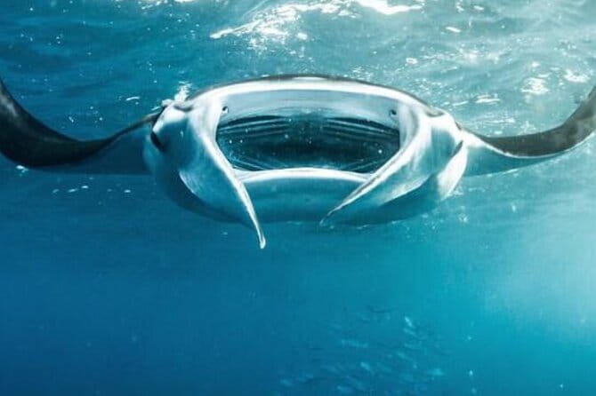 Nusa Penida Snorkeling in Manta Point Gamat Bay and Wall - Manta Point: Where the Manta Rays Are the Whole Story