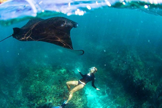 Nusa Penida Snorkeling & Kelingking Tour - Key highlights at a glance