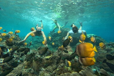 Nusa Penida : Snorkeling Trip Manta Point, Gamat Bay and Wall Bay - Gamat Bay: coral reefs and bright fish time