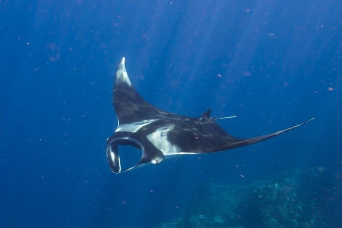 Nusa Penida : Snorkeling Trip Manta Point, Gamat Bay and Wall Bay - Price and value: why $27.49 can make sense