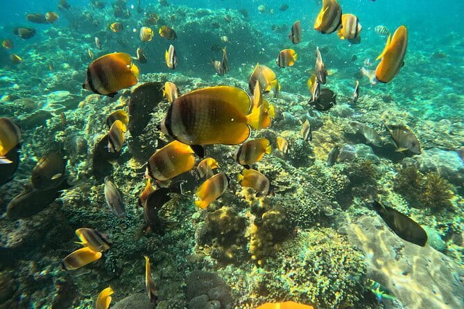 Nusa Penida : Snorkeling Trip Manta Point, Gamat Bay and Wall Bay - Who this tour fits best (and who might want a different plan)